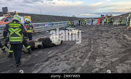 23 febbraio 2024, Turingia, Kölleda: I vigili del fuoco si trovano accanto a due bovini dopo un incidente che coinvolge un camion del bestiame. Un camion di bestiame che trasportava 30 mucche si è schiantato sulla A71 vicino a Sömmerda. Secondo la polizia, il 23enne è rimasto gravemente ferito nell'incidente di venerdì mattina. Foto: Martin Wichmann/Wichmann TV/dpa Foto Stock