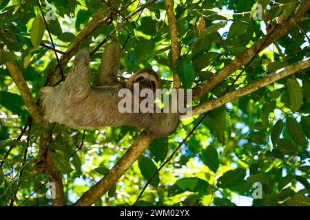 Giovane bradipo a tre dita che si arrampica nell'albero, Parco Nazionale Manuel Antonio, Costa Rica Foto Stock