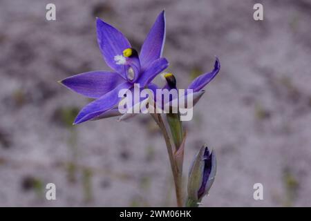 Fiore blu dell'orchidea solare profumata (Thelymitra macrophylla), nell'habitat naturale, Australia sud-occidentale Foto Stock