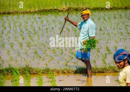 Agricoltori indiani nello stato di Orissa che piantano riso in una risaia Foto Stock