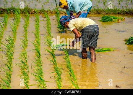 Agricoltori indiani nello stato di Orissa che piantano riso in una risaia Foto Stock