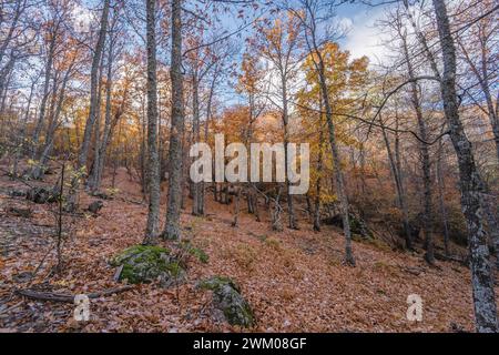 Autunno sulle montagne di Madrid con alberi di colori diversi. Macinato pieno di foglie marroni di alberi decidui. Foto Stock