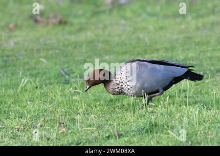 Anatra da legno australiana, anatra o oca (Chenonetta jubata) Foto Stock