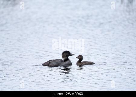 Anatra muschiata (Biziura lobata) con pulcino Foto Stock