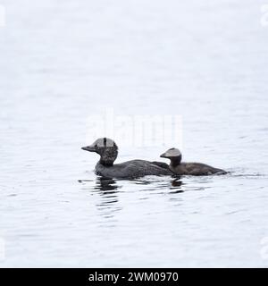 Anatra muschiata (Biziura lobata) con pulcino Foto Stock