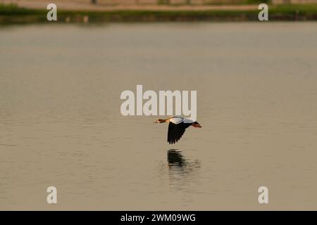 Un'oca egiziana solitaria (Alopochen aegyptiaca) in volo sulle acque di un lago al crepuscolo presso i laghi di al Qudra a Dubai, Emirati Arabi Uniti. Foto Stock