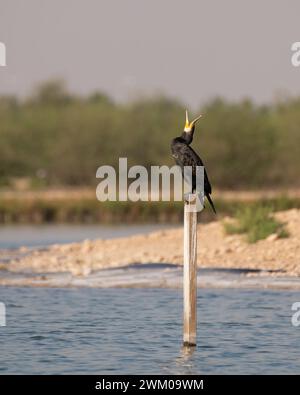 Un grande cormorano solitario (Phalacrocorax carbo), che sbadiglia mentre è arroccato su un palo presso i laghi al Qudra di Dubai, Emirati Arabi Uniti. Foto Stock