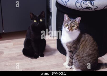 Due gatti seduti su un pavimento di legno vicino alla sedia Foto Stock