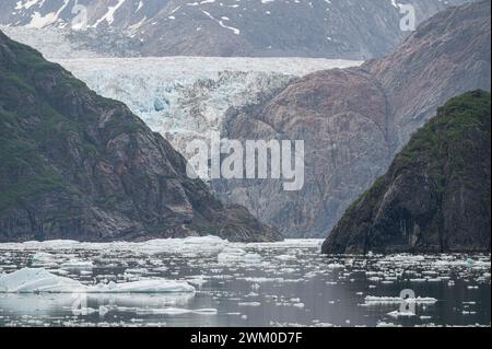 Gowlers (piccoli iceberg) che galleggiano in mare con il ghiacciaio North Sawyer in lontananza, Tracy Arm Inlet, Alaska, USA Foto Stock