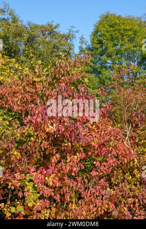 Colori colorati in autunno con foglie colorate sui cespugli e il paesaggio Foto Stock