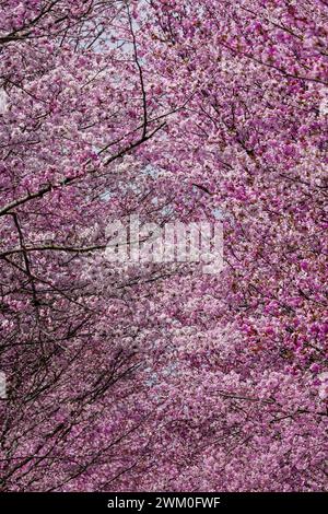 Primo piano della splendida fioritura rosa dei ciliegi Foto Stock