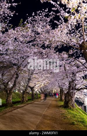 La lunga esposizione offuscava il movimento dei turisti sotto un tunnel illuminato in fiore di ciliegio di notte Foto Stock