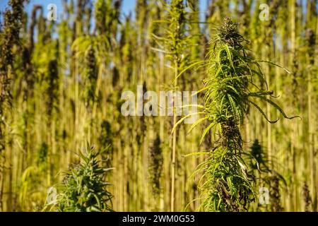 Symbolfotos: Cannabispflanzen bzw. Hanfpflanzen auf einem Feld. / Das lateinische Wort für Hanf ist eigentlich Cannabis. In Deutschland und vielen anderen Ländern wird der Begriff Cannabis jedoch häufig als umfassende Bezeichnung für Hanfpflanzen sowie für Produkte der Pflanze, Die THC enthalten, verwendet. Die getrockneten Blüten der weiblichen Hanfpflanze werden als Marihuana oder Gras bezeichnet. Germania 2024-02-23 Symbolfotos Hanf bzw Cannabis foto Hercher 23 *** foto simbolo piante di cannabis o piante di canapa in un campo la parola latina per canapa è in realtà cannabis in Germania e molti altri c Foto Stock