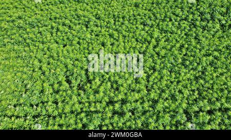 Symbolfotos: Cannabispflanzen bzw. Hanfpflanzen auf einem Feld. / Das lateinische Wort für Hanf ist eigentlich Cannabis. In Deutschland und vielen anderen Ländern wird der Begriff Cannabis jedoch häufig als umfassende Bezeichnung für Hanfpflanzen sowie für Produkte der Pflanze, Die THC enthalten, verwendet. Die getrockneten Blüten der weiblichen Hanfpflanze werden als Marihuana oder Gras bezeichnet. Germania 2024-02-23 Symbolfotos Hanf bzw Cannabis foto Hercher 4 *** foto simbolo piante di cannabis o piante di canapa in un campo la parola latina per canapa è in realtà cannabis in Germania e molti altri co Foto Stock