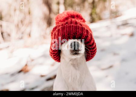 Simpatico cane che copre il viso con un cappello in maglia rossa in inverno Foto Stock