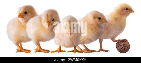 Cinque giovani pulcini di pollo giallo sono i primi cinque durante il torneo di basket universitario di marzo. Foto Stock