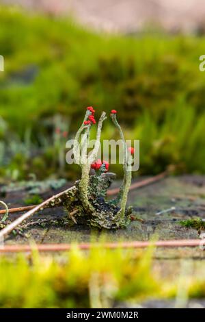 Pixie Cup Lichen (Cladonia sp.) A Sao Francisco de Paula, Serra Gaucha - Sud del Brasile Foto Stock