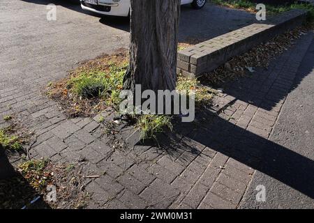 11.05.2022 Ein Stadtbaum in no. Der Raum für das Wurzelwachstum dieser Esche ist praktisch nicht vorhanden. Bis an den Stamm heran sind die Pflastersteine verlegt. Quindi kann kaum Wasser ins Wurzelwerk gelangen. Die Wurzel sprengen aus not Die Pflastersteindecke auf. Der Baum Hat schon einen AST verloren. *** 11 05 2022 un albero urbano bisognoso lo spazio per la crescita delle radici in questo frassino è praticamente inesistente le pietre di pavimentazione sono state stese fino al tronco ciò significa che quasi nessuna acqua può raggiungere le radici le radici scoppiano aprendo il rivestimento in pietra di pavimentazione per necessità l'albero ha al Foto Stock