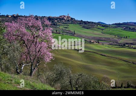 Vista sul paesaggio della Val de Orcia fino a Pienza, Toscana, Italia Foto Stock