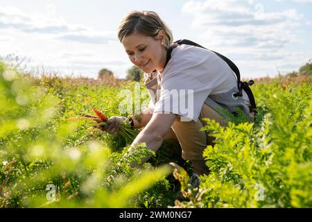 Contadino sorridente che raccoglie carote accovacciate in fattoria Foto Stock