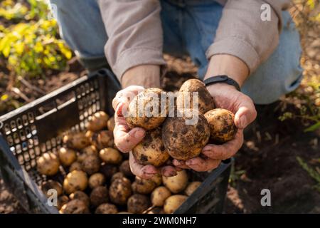 Agricoltore che detiene patate appena raccolte nell'azienda Foto Stock