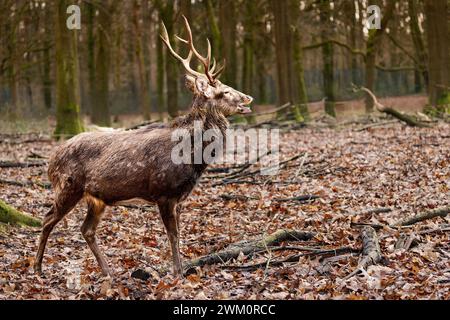 Un maestoso buck di renne in una scena boschiva Foto Stock