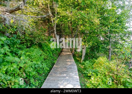 Un sentiero fatto di tavole di legno conduce attraverso la foresta decidua immergiti nella tranquillità della foresta mentre percorri l'invitante Wo Foto Stock