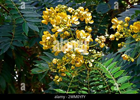 Fiori d'albero delle meraviglie dorate (Senna spectabilis) Foto Stock