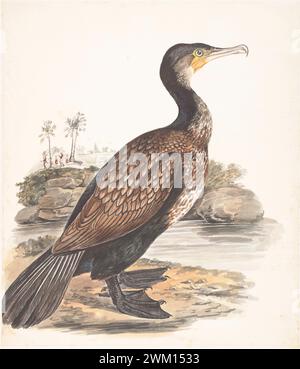 Grande cormorano (Phalacrocorax carbo) di Gwillim Elizabeth nel 1801 Foto Stock