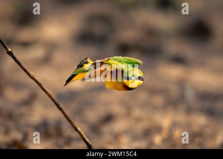 Il piccolo mangiapezzi vola verso la fotocamera vicino al bastone Foto Stock