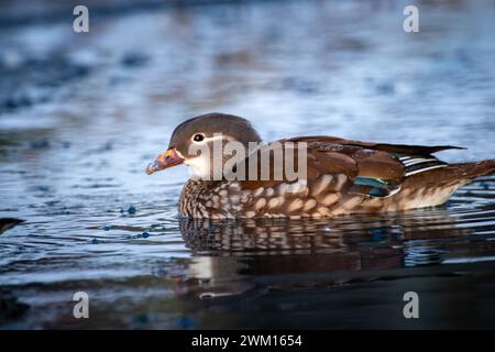 Un'anatra che nuota in acque poco profonde con altre anatre che guardano Foto Stock