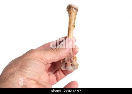 Mano maschile che regge un osso di pollo spelato su sfondo bianco Foto Stock