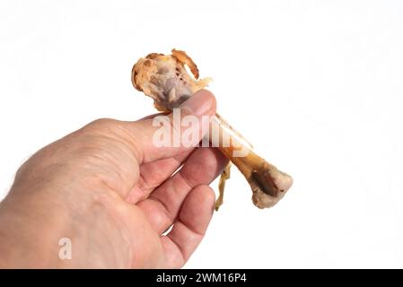 Mano maschile che regge un osso di pollo spelato su sfondo bianco Foto Stock