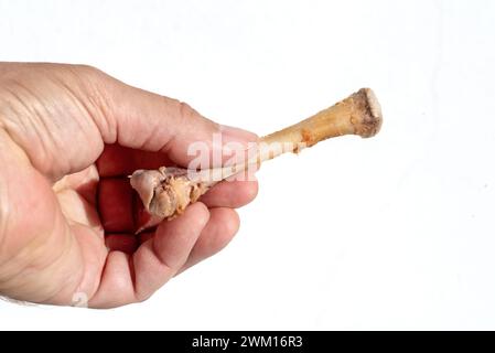 Mano maschile che regge un osso di pollo spelato su sfondo bianco Foto Stock