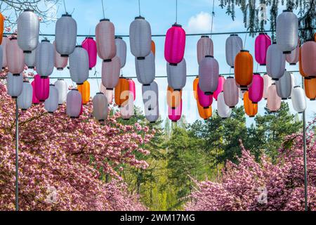 Fiori di ciliegio, festival di hanami in primavera con lanterne giapponesi nel Parc de Sceaux vicino a Parigi in Francia Foto Stock