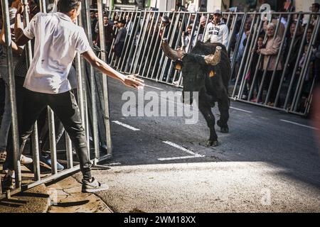 4065393 Festa di Pasqua (Feria de Pà¢ques) 2017. Encierro: I giovani tori vengono lasciati correre per le strade; (add.info.: Festa di Pasqua (Feria de Pà¢ques) 2017. Encierro: Vengono lasciati giovani tori che corrono per le strade di Arles, Provenza, Feria di Pasqua (Feria de Pà¢ques) 2017. Encierro: giovani tori vengono lasciati correre nelle vie); © Marcello Mencarini. Tutti i diritti riservati 2024. Foto Stock