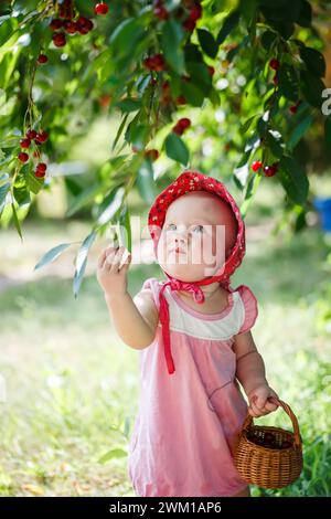 il bambino, in abito estivo, raccoglie brillantemente le ciliegie mature dai rami, le loro dita paffute si avvicinano alla frutta succosa in mezzo a una vegetazione lussureggiante. Gioioso Foto Stock