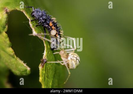 Comune ragno a strisce di caramelle (Enoplognatha ovata) che avvolge una larva di ladybird come cibo, fauna selvatica del Regno Unito Foto Stock