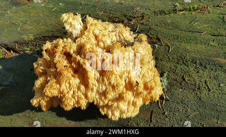 Hericium flagellum (Tannenstachelbart), Bayerischer Wald, auf einem alten liegenden Weißtannenstamm Foto Stock