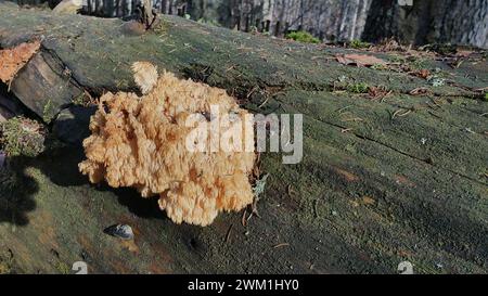 Hericium flagellum (Tannenstachelbart), Bayerischer Wald, auf einem alten liegenden Weißtannenstamm Foto Stock