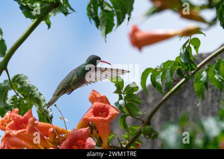 Hummingbird che vola vicino ad alcuni fiori con petali rossi su un cielo parzialmente nuvoloso Foto Stock