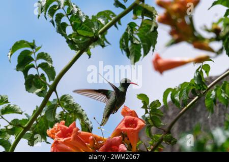 Hummingbird che vola vicino ad alcuni fiori con petali rossi su un cielo parzialmente nuvoloso Foto Stock