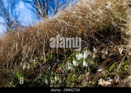 Motala, Svezia. 23 febbraio 2024. Clima stagionale, fiori primaverili, la goccia di neve (Galanthus nivalis), che fiorisce in erba, durante il venerdì a Motala, Svezia. Galanthus nivalis, la goccia di neve comune, è la più conosciuta e diffusa delle 20 specie del suo genere, Galanthus. Crediti: Jeppe Gustafsson/Alamy Live News Foto Stock