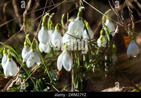 Motala, Svezia. 23 febbraio 2024. Clima stagionale, fiori primaverili, la goccia di neve (Galanthus nivalis), che fiorisce in erba, durante il venerdì a Motala, Svezia. Galanthus nivalis, la goccia di neve comune, è la più conosciuta e diffusa delle 20 specie del suo genere, Galanthus. Crediti: Jeppe Gustafsson/Alamy Live News Foto Stock