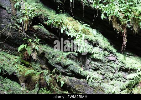 Parete rocciosa di una profonda gola ricoperta di felci e muschio Foto Stock