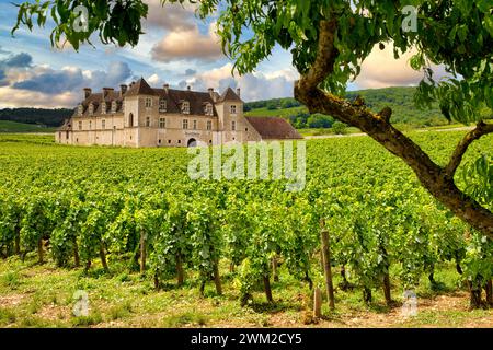 Il Pinot noir vigne, Chateau du Clos de Vougeot, Côte de Nuits, Côte d'Or, Borgogna, Borgogna, in Francia, in Europa Foto Stock