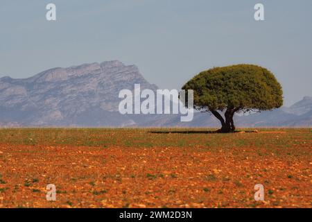 albero solitario su un campo di pietra rossa in sud africa con montagna sullo sfondo Foto Stock