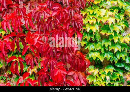 Due specie di piante rampicanti all'inizio dell'autunno. Palencia, Castilla y León, Spagna, Europa Foto Stock