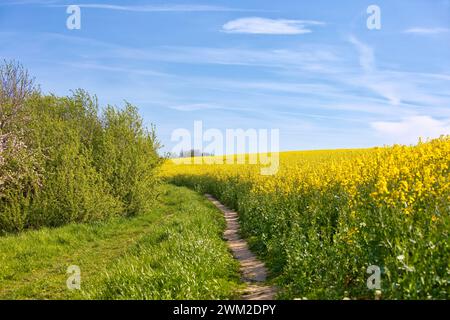 un piccolo sentiero escursionistico attraverso campi di colza gialli e erba con cielo blu Foto Stock