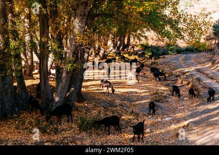 Mandria di capre. Area ricreativa di Fuente de El Raso in autunno. Frailes, Jaén, Andalucía, Spagna, Europa Foto Stock